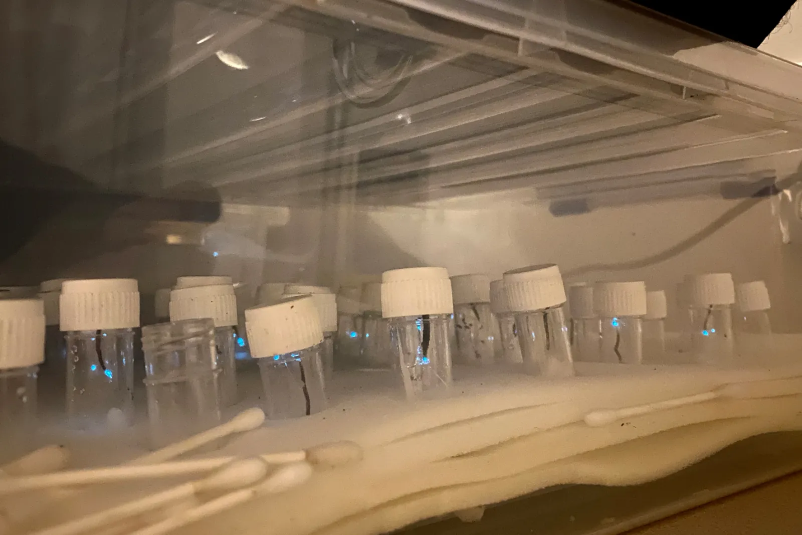 Glowworm research in a cave