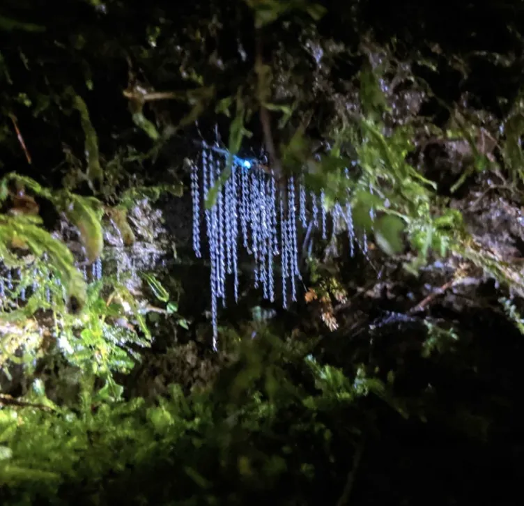 Bush glowworms with short threads