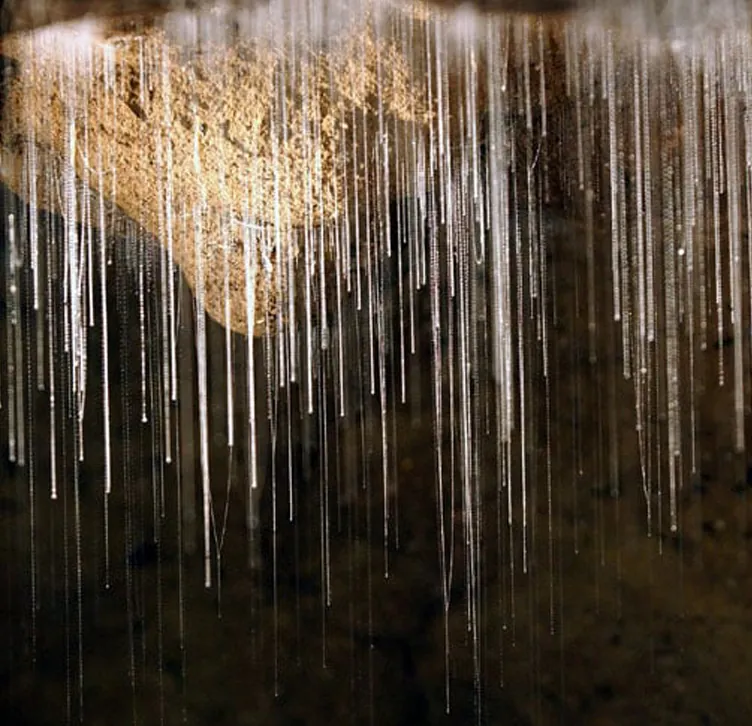 Cave glowworms with long hanging threads