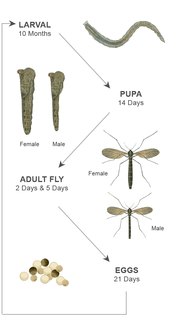Diagram of the glowworm life cycle: egg, larva, pupa and adult fly