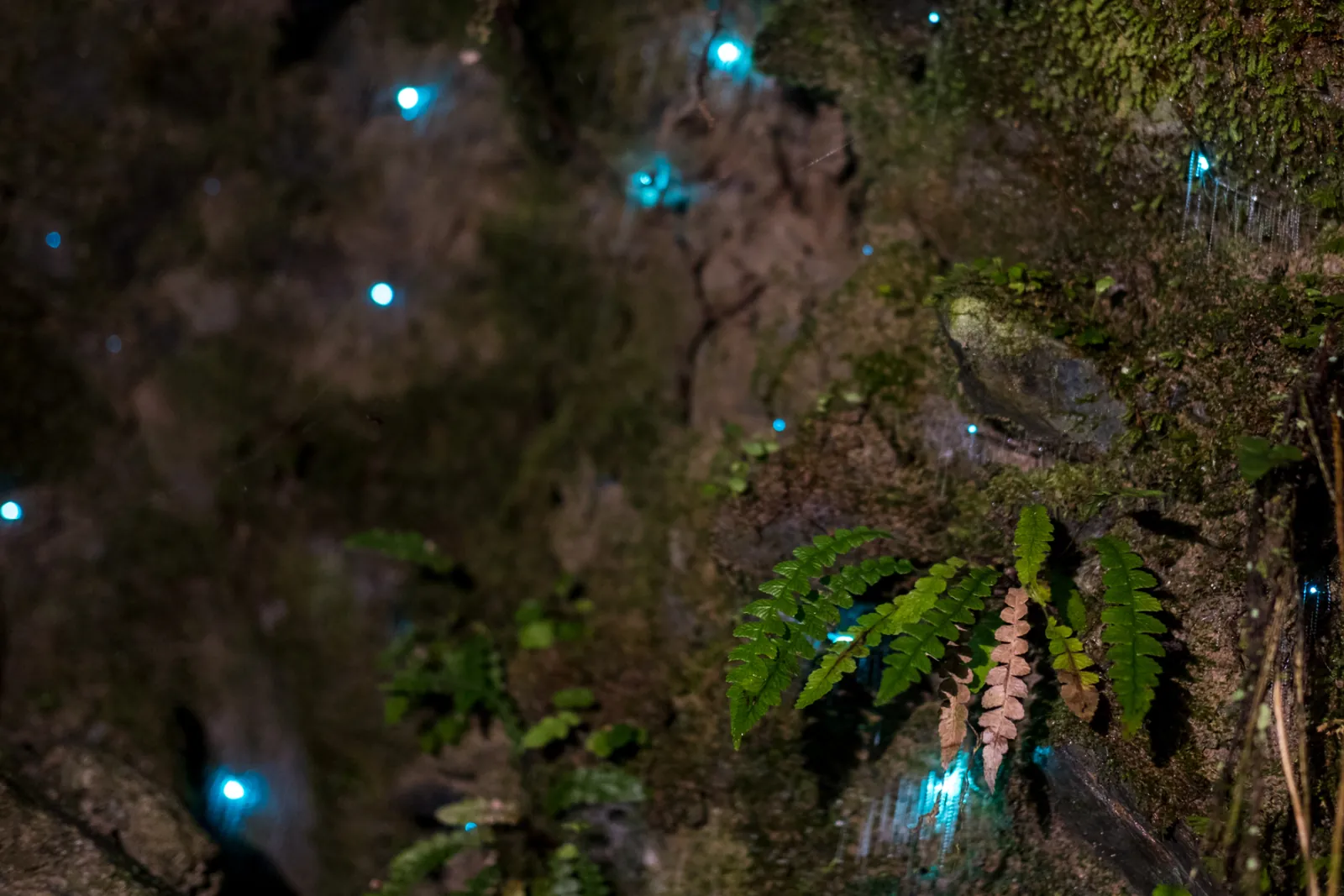 Glowworms glowing inside the Eco-Cave